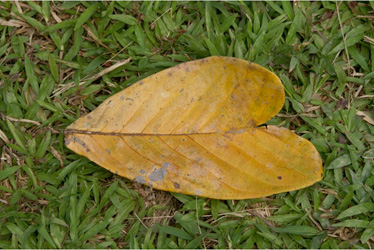 Isidoor Wens - Botopasi leaf
